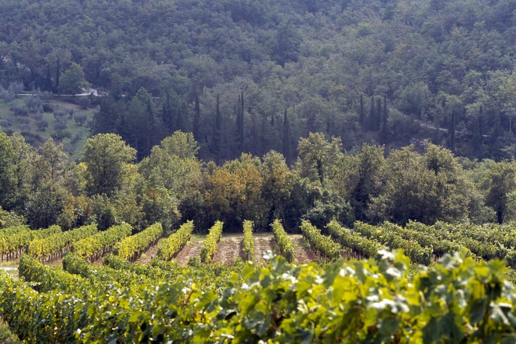 Nittardi vineyard