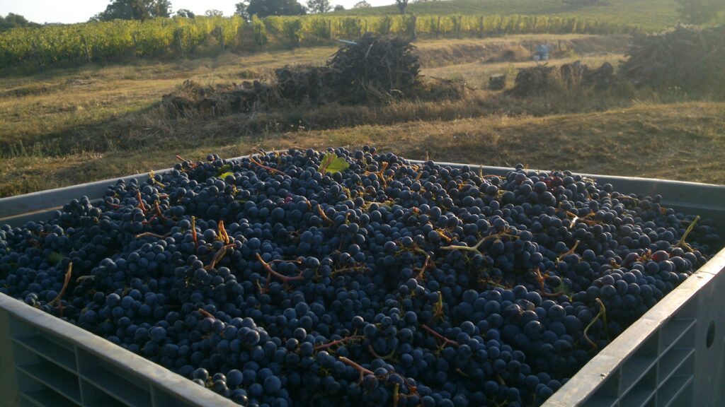 Merlot Grapes