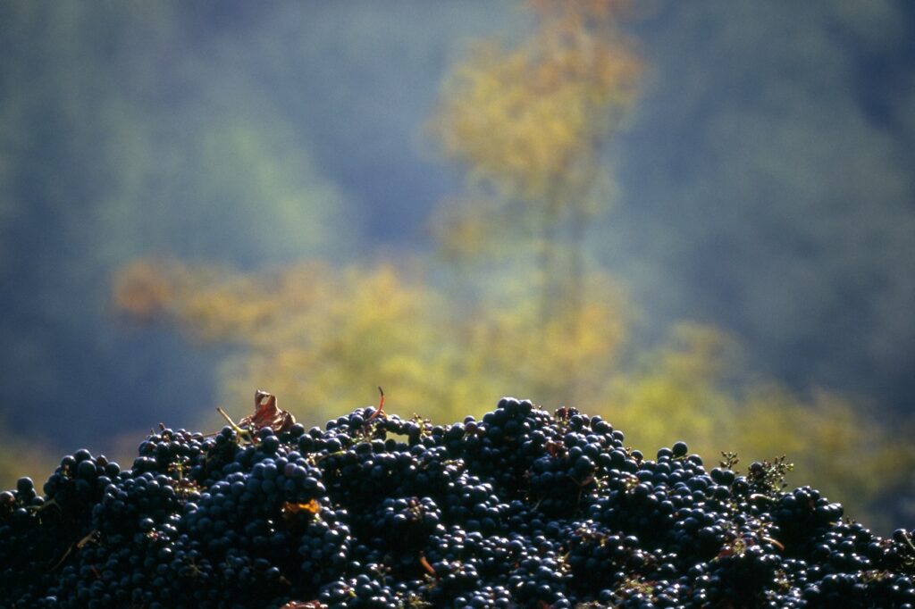 Sangiovese Grapes
